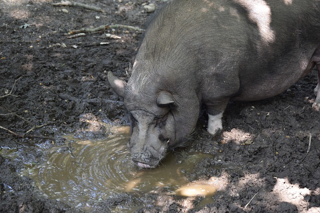 并非联盟中 并非联盟中