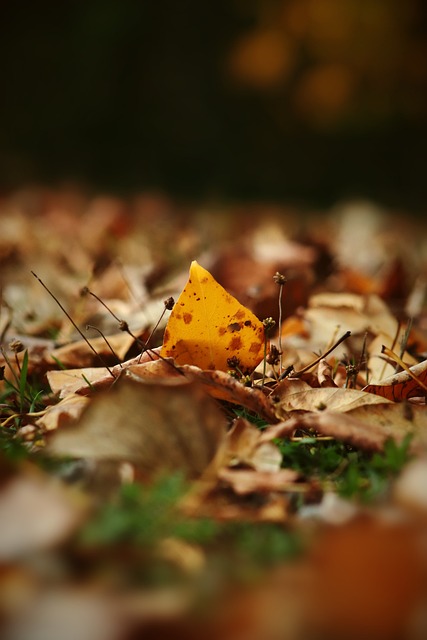 篮作为顶尖 篮作为顶尖